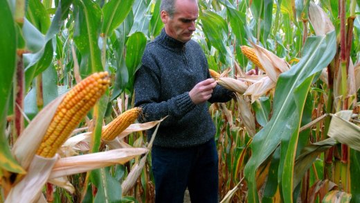 Ein Bauer kontrolliert in einem Versuchsfeld im deutschen Brandenburg genveränderte Bt-Mais. Bild: Keystone