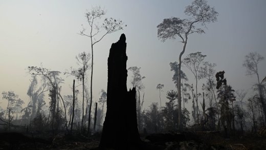 Grosse Waldverluste in den Tropen: Brandrodung im brasilianischen Regenwald. Bild: Keystone