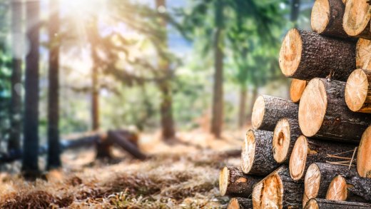 Die EU-Länder und die Schweiz fördern die Verfeuerung von Holz mit viel Geld. Bild: Shutterstock