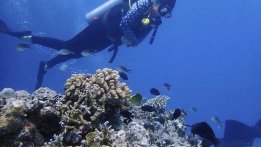 So viele Korallen wie nie in den letzten 36 Jahren: Taucher beim Great Barrier Reef. Bild: Keystone