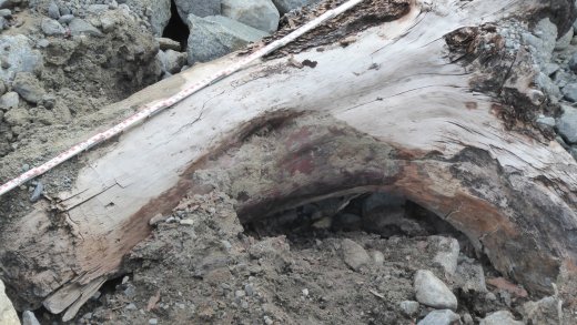 Das vom Gletscher freigegebene Holz ist über 10'000 Jahre alt. Bild: zVg Schlüchter