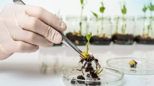 Neue Gentech-Pflanzen können den toxischen Sprengstoff Hexogen aus dem Boden ziehen. Bild: Shutterstock