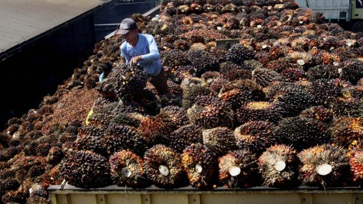 Neue bürokratische Auflagen der EU für den Import: Palmöl-Produktion in Indonesien. Bild: Keystone