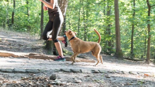 Hunde und Jogger: Es ist kompliziert. Foto: Shutterstock