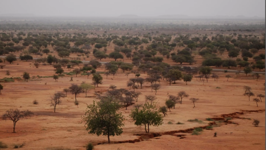 Mehr Niederschläge haben zu einem Ergrünen der Sahara geführt: Baumbestand in der Sahelzone. Bild: CC